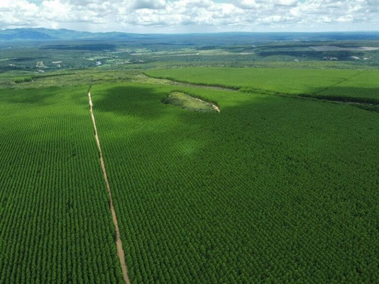 fazenda-boa-vista-norte-MG-