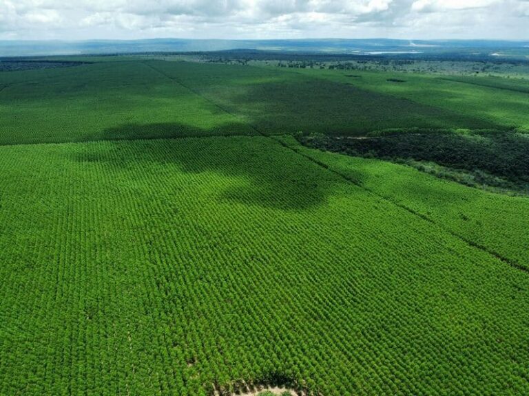 fazenda-boa-vista-norte-MG-1