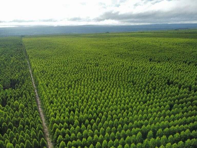 fazenda-boa-vista-norte-MG-2